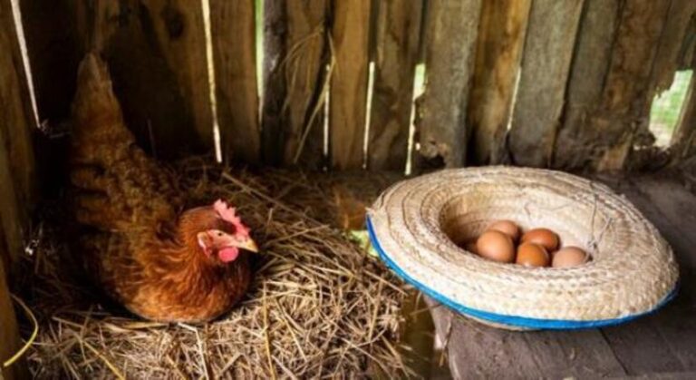 Reportan más de 994 mil cajillas de huevos producidas en enero