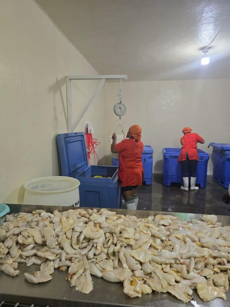 Vigilancia sanitaria asegura la calidad en el proceso de langosta y otros productos pesqueros en Nicaragua