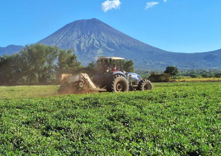 Producción nacional de maní alcanza 4.3 millones de quintales durante el ciclo 2024/2025