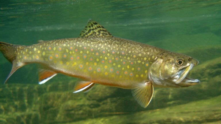 Se inyecta esperma de peces para verse mejor