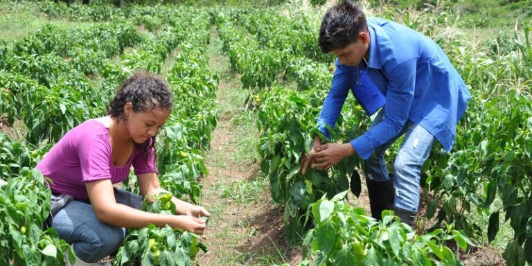 Nicaragua contará con 2 nuevas universidades agropecuarias