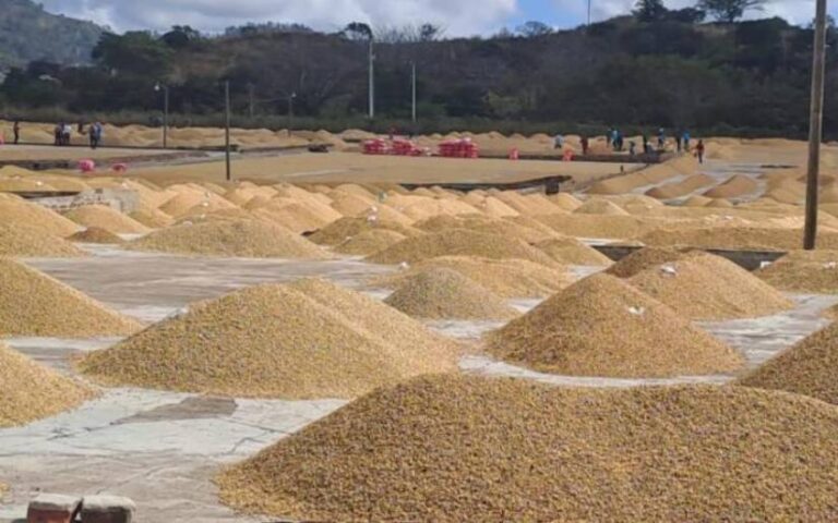 Registran 2.3 millones de quintales de café oreado de las variedades arábigo y robusta