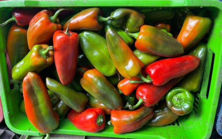 Proyectan más de 20 mil quintales de chiltomas en marzo