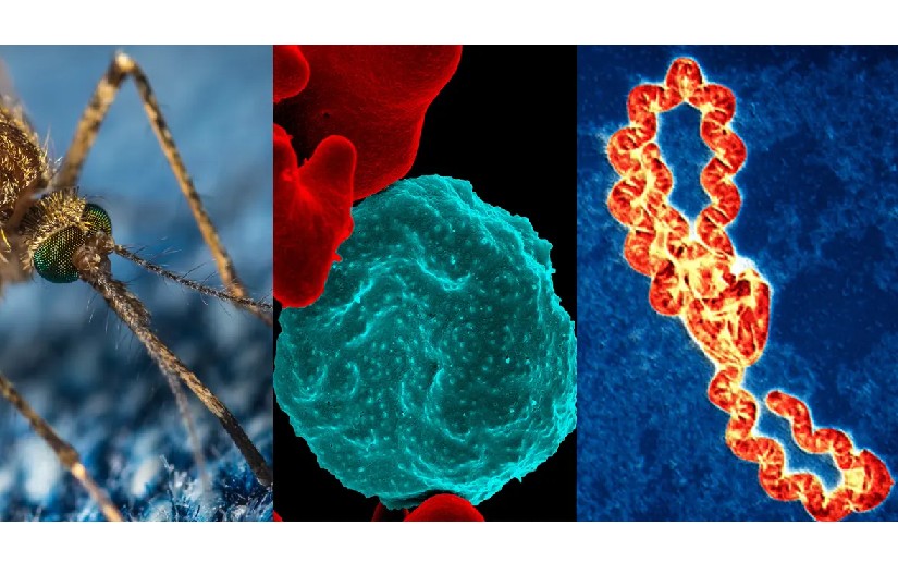 El Dengue presentó una disminución del 11% en el número de personas enfermas, en relación a la semana pasada.