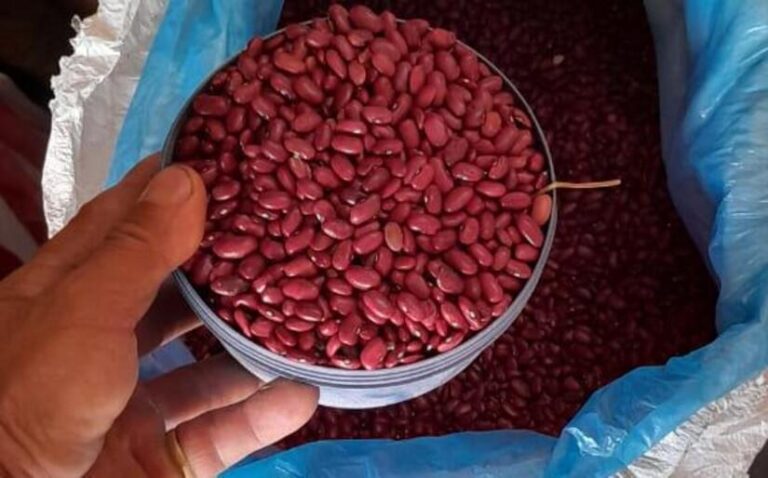 El frijol es la clave para la seguridad alimentaria y la economía de Nicaragua