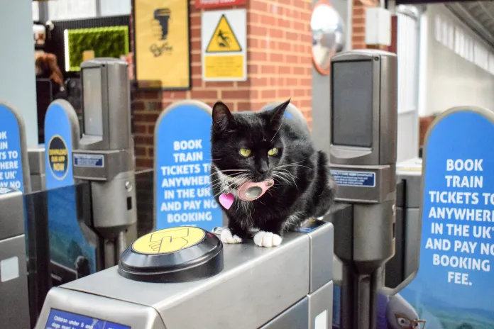 Una gata recibe su tarjeta de viaje