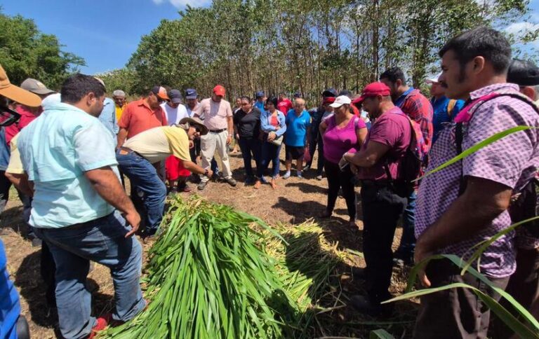 Presentan INTA Rebrote, una nueva variedad de pasto para mejorar la ganadería nacional