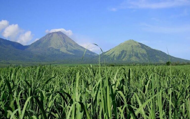 IPSA asegura vigilancia en producción de caña de azúcar para su exportación