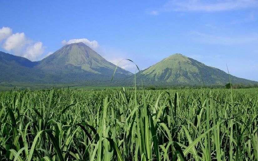 IPSA asegura producción de azúcar para su exportación
