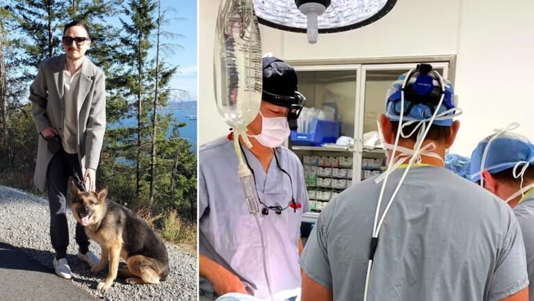 Implantan dientes de perro para recuperar la vista