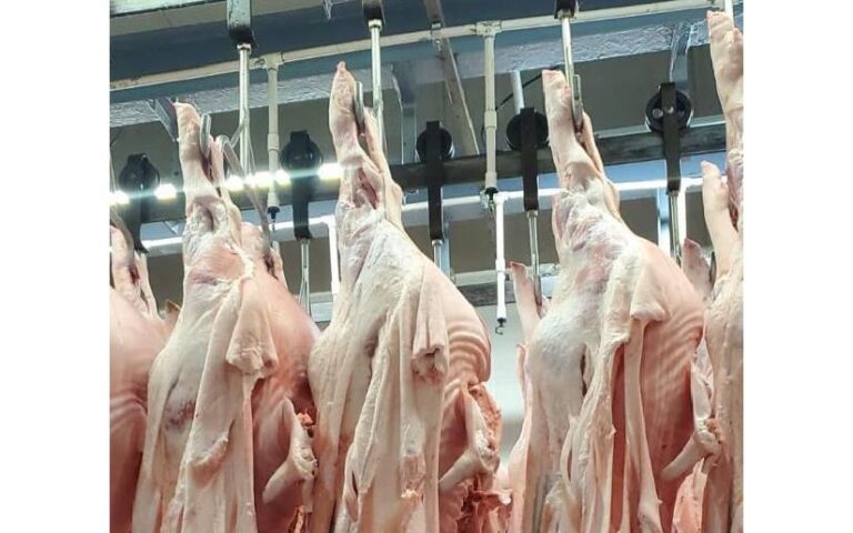 MAG contabiliza producción de carne de cerdo de 5 millones de libras entre enero y febrero del 2025
