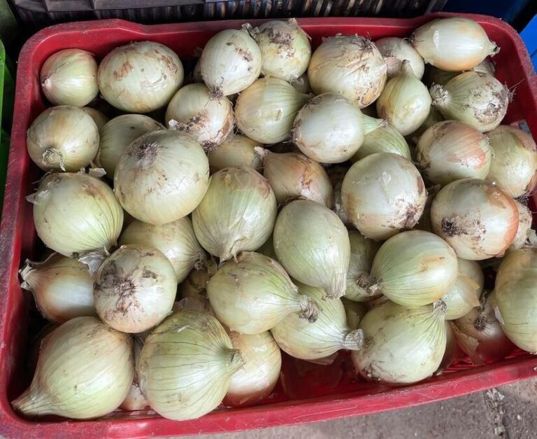 MAG proyecta 175 mil quintales de cebolla blanca para mes de marzo