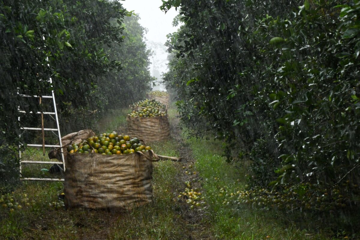 MARENA da seguimiento a empresa que produce naranjas