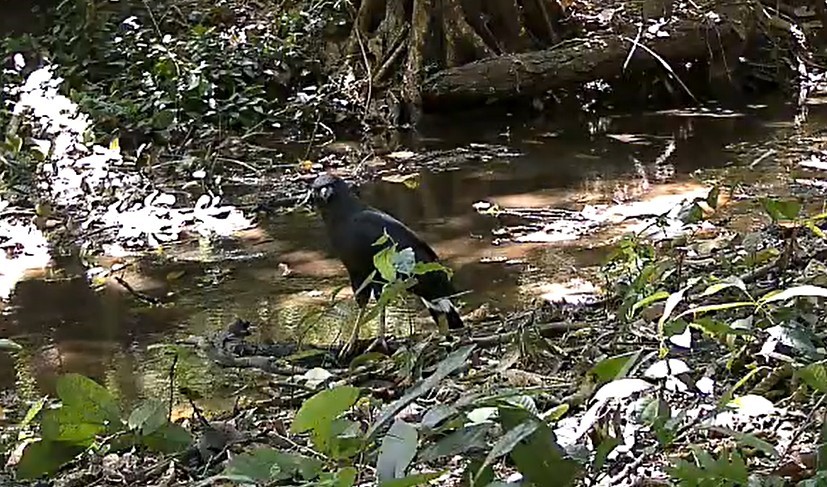 MARENA reporta el Monitoreo de Biodiversidad en la Reserva Silvestre Privada Finca Cervantes con Fotografías de Diversas Especies de Fauna"