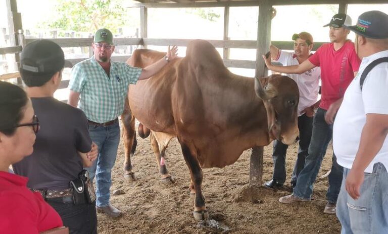Presentan técnicas para selección de vacas donantes de óvulos