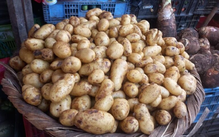 MAG reportar una expectativa de cosecha en papa de 268 mil 800 quintales para el mes de marzo