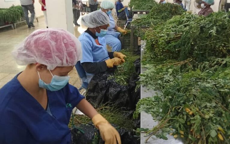 Moringa o marango, un legado del Comandante Fidel que une a Cuba y Nicaragua