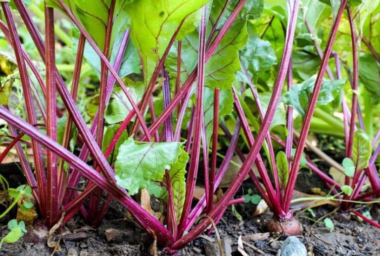 Familias productoras proyectan cosechar 3,700 quintales de remolacha en marzo