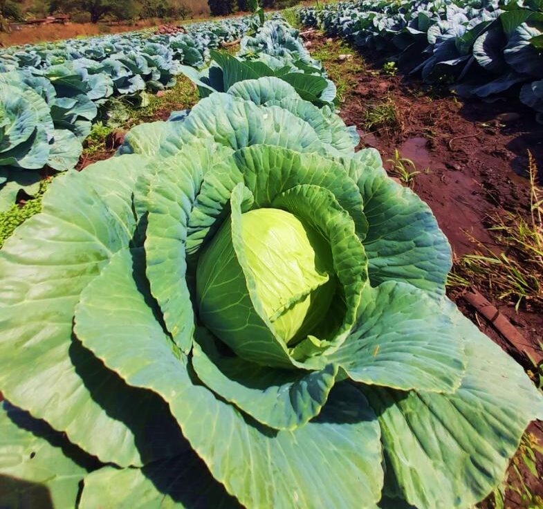 Familias productoras de repollo esperan cosecha de 4.45 millones