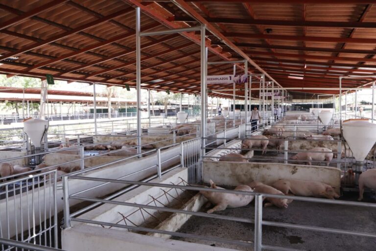 UNA lanza el programa porcino “Cocibolca”