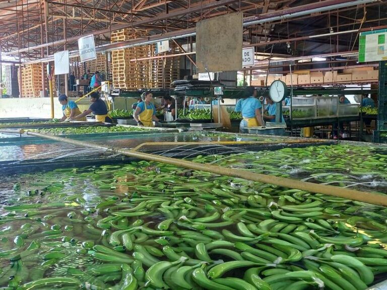 Nicaragua produce 4.69 millones de cajas de bananos