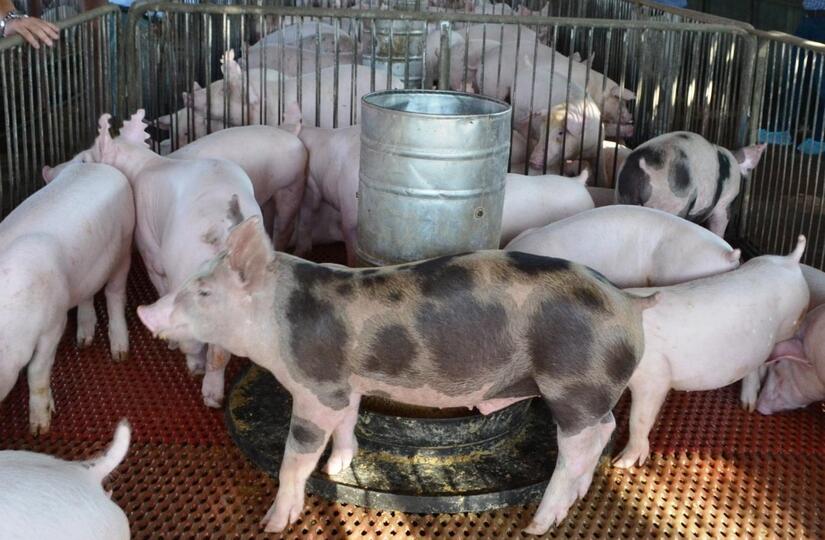 Nicaragua reporta 56 mil cabezas de cerdo