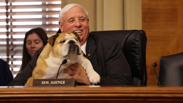 Perrita es llevada a testificar ante el Senado en EEUU