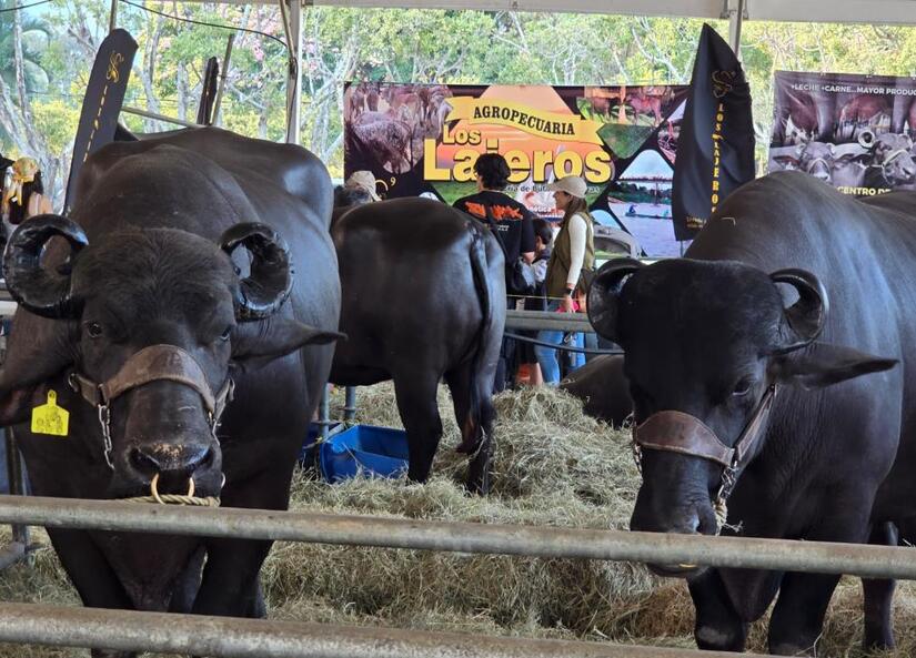 Caracas escenario de la III Feria Nacional Bufalina, Ovina y Caprina 2