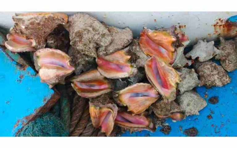 Realizan monitoreo biológico del Caracol Rosado en el Mar Caribe de Nicaragua