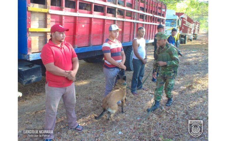 Ciudadanos nicaragüenses retenidos por trasladar semovientes de manera ilegal en Villanueva