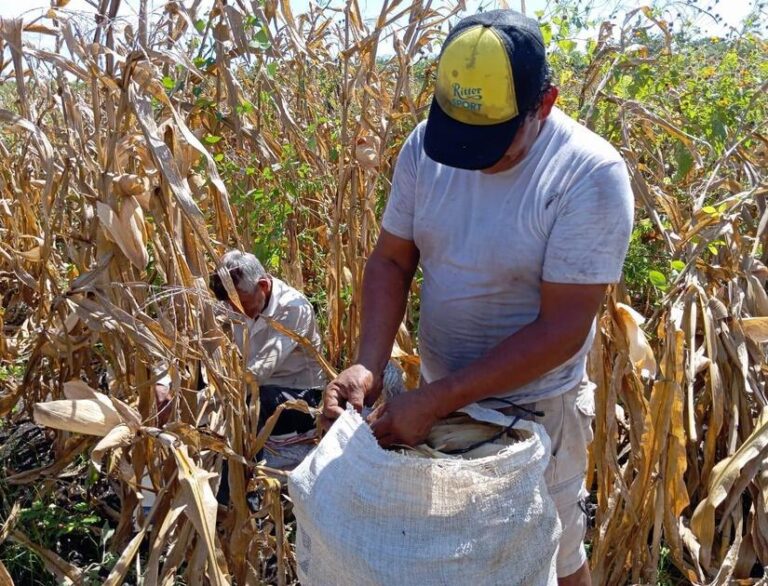 Cosecha de maíz de apante supera los 650 mil quintales