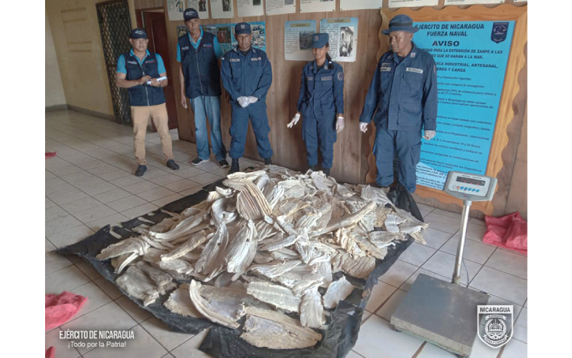 Distrito Naval Caribe ocupa carne de tiburón seca