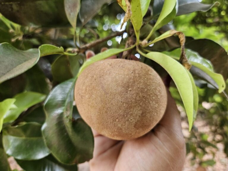 Productores de Masaya conocen nueva variedad de níspero