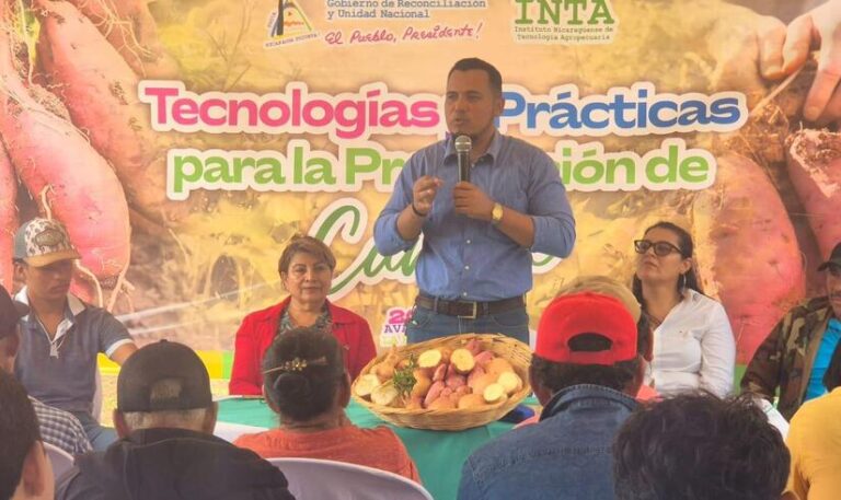 INTA presenta a productores nuevas prácticas de siembra de camote en Madriz