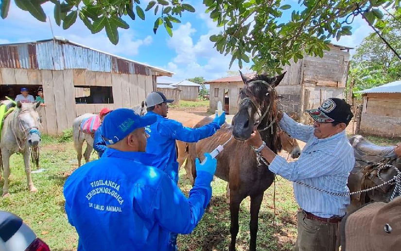 IPSA efectúa exitosa jornada sanitaria en equinos