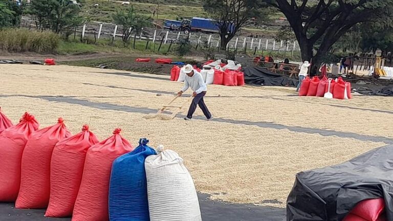 MAG registra un avance de acopio de café arábigo y robusta de 3.9 millones de quintales oreado