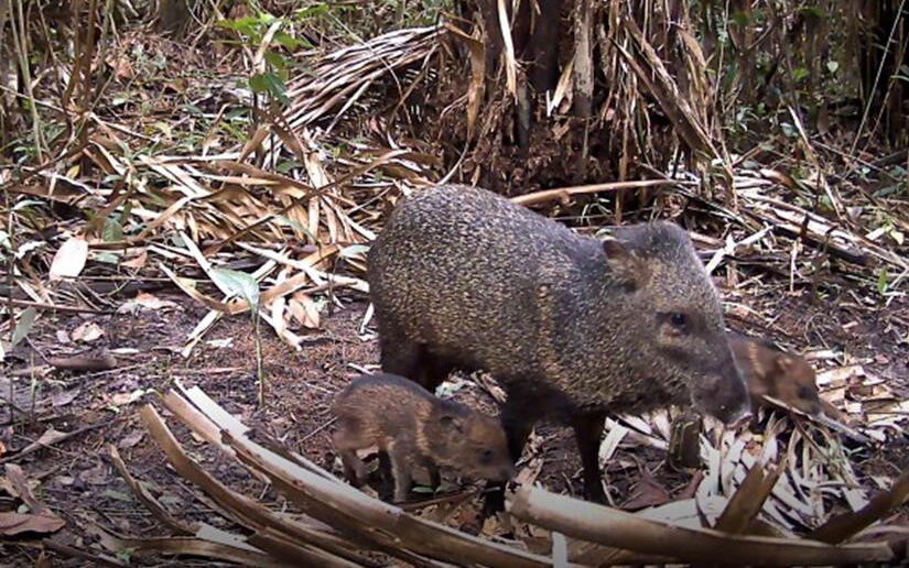 MARENA capta diversidad de fauna en Reserva Natural Llanos