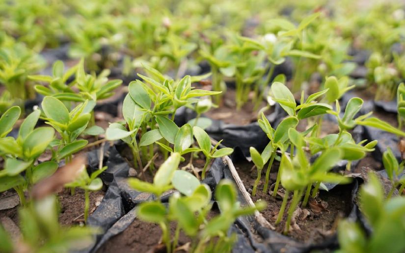 MARENA visito Vivero “San Isidro”: Modelo de producción