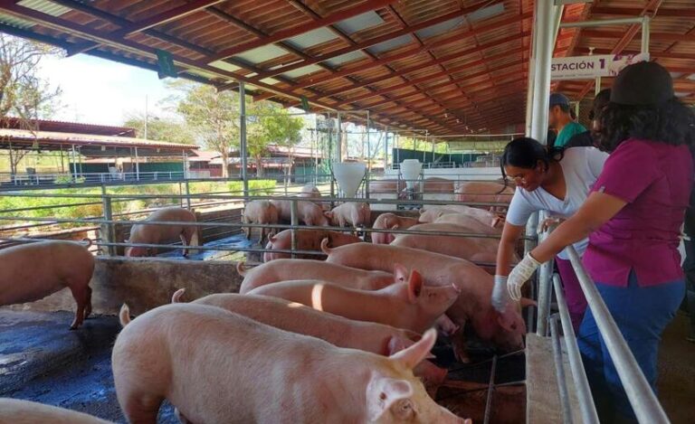 Capacitan a más de 400 porcinocultores