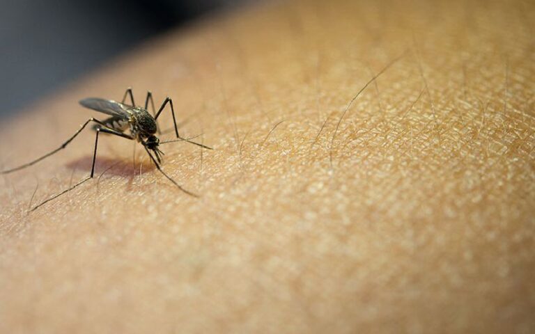 Ministerio de Salud reporta menos enfermos por malaria y neumonía