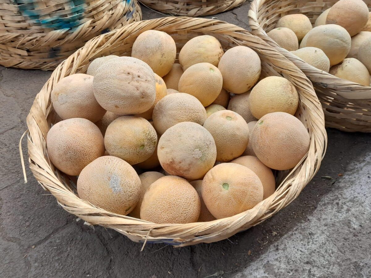 Nicaragua cosechará 1.2 millones de unidades de melón en abril