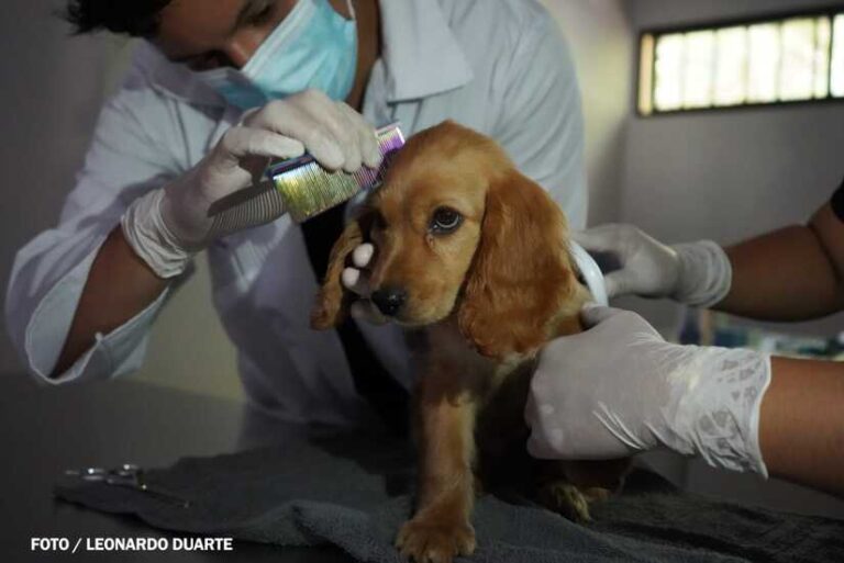 Nicaragua cuenta con su primer hospital público veterinario