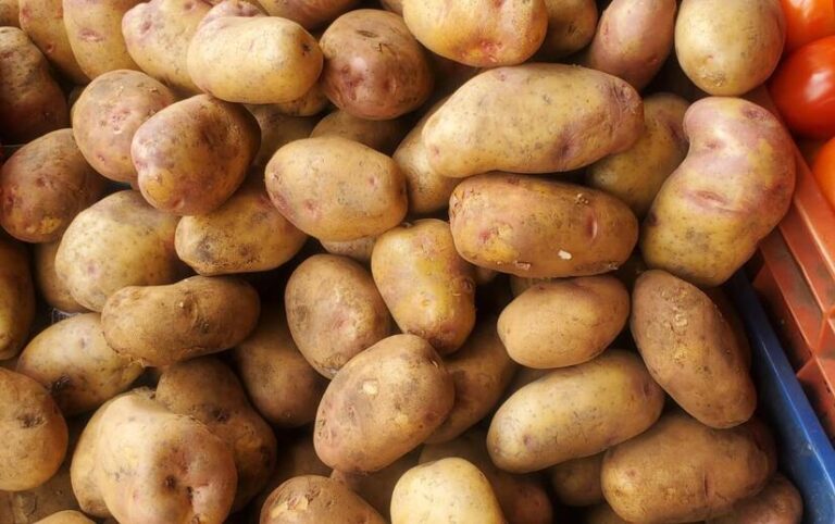 Nicaragua proyecta cosechar 330 mil quintales de papas en abril