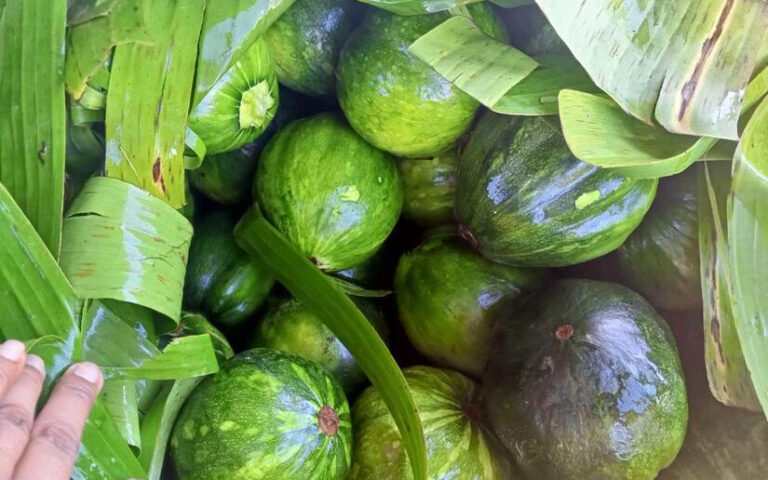 Producción de ayote en dos meses supera los 129 mil unidades