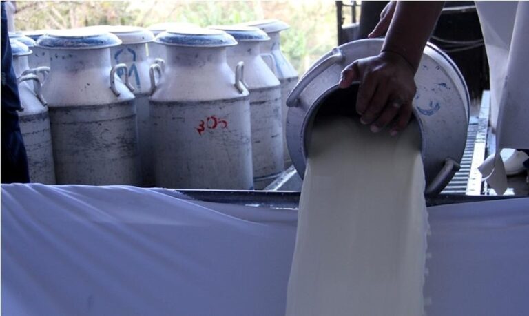 Producción nacional de leche alcanza 91 millones de galones en el primer trimestre de 2025