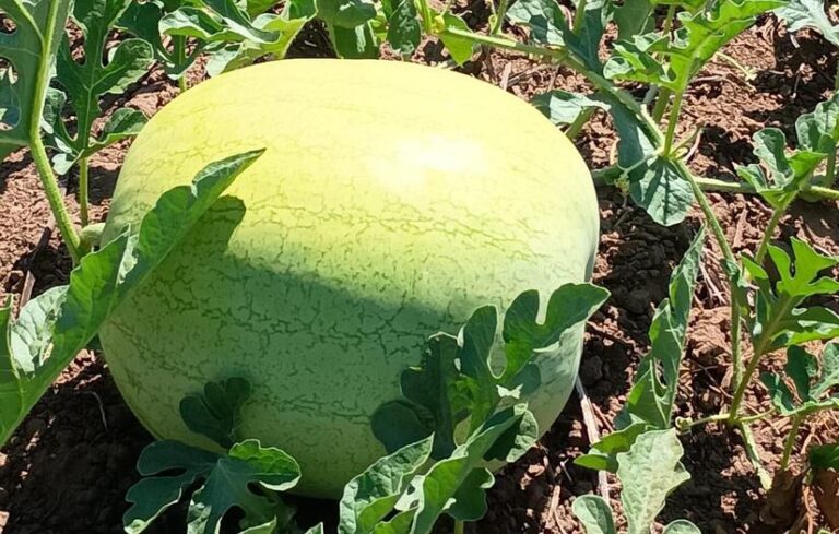 Reportan más de 1.6 millones de sandía entre enero y febrero 2025