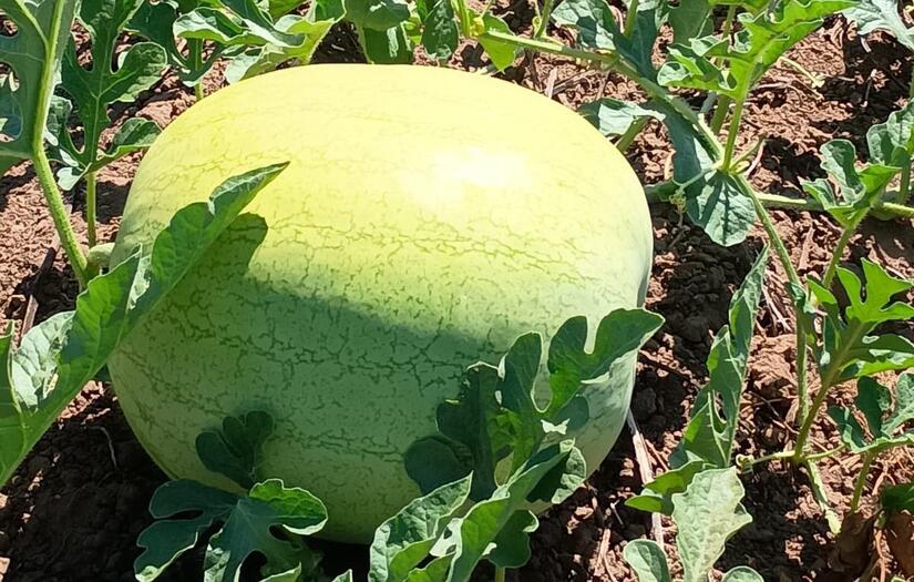 Reportan más de 1.6 millones de sandía entre enero y febrero 2025