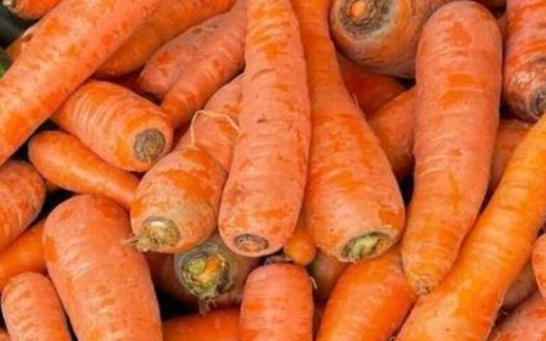 Productores proyectan cosechar 67,930 quintales de zanahoria