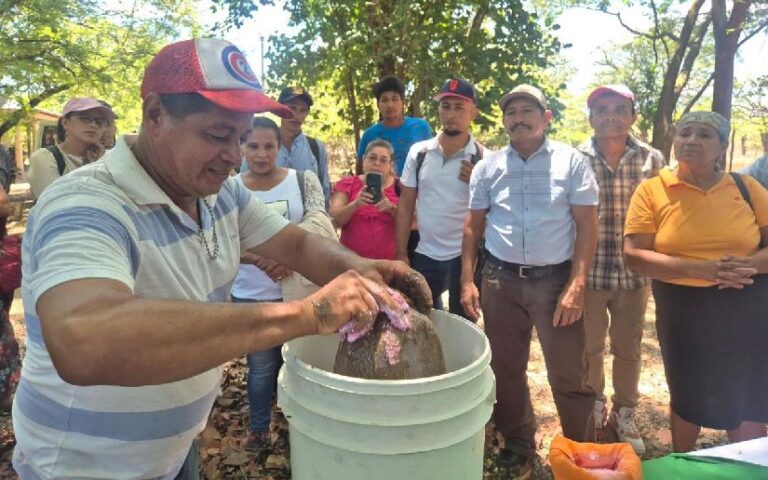 Productores conocen alternativa de alimentación para ganado bovino con cáscaras de semilla de ajonjolí y sal mineral
