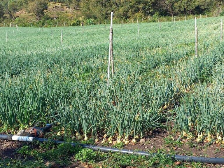 Reportan producción de más de 140 mil quintales de cebolla blanca y amarilla